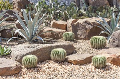 Cacti and Succulent Plant Health