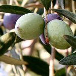 Arizona Olive Tree Fruit Suppression