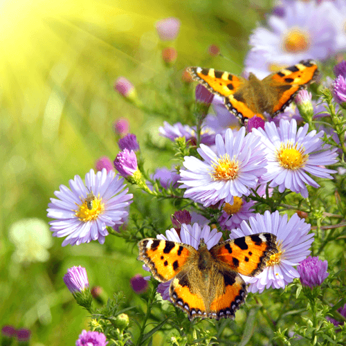 butterflies in flowers