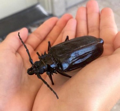 Palo verde beetle in hand
