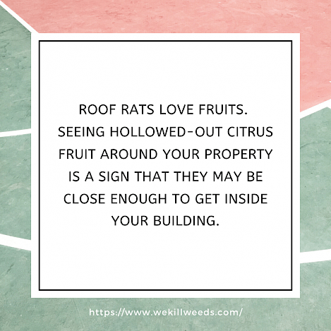 Roof Rats love fruits. Selling hollowed-out citrus fruit around your property is a sign that they may be close enough to get inside your building