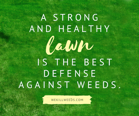 A strong and healthy lawn is the best defense against weeds