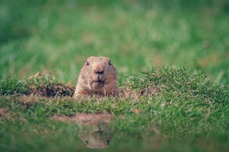 gopher in hole