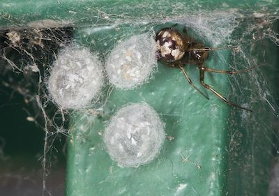 three spider sac in a web
