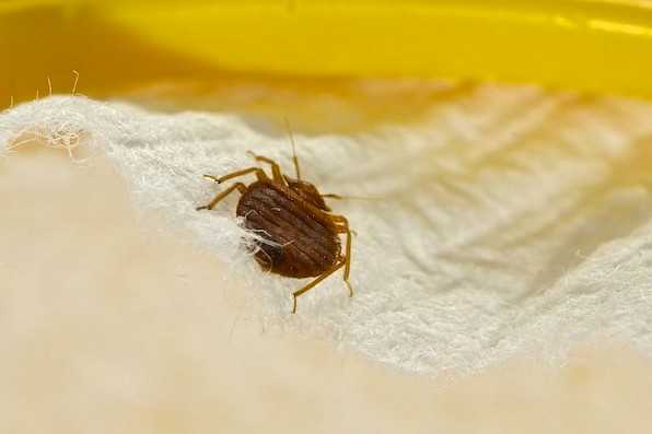 Bed bug in matress.