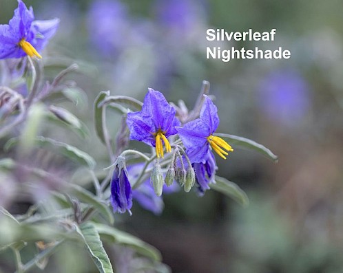 Silverleaf nightshade.