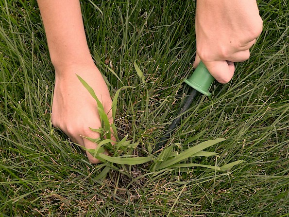 Pulling crabgrass manually with a gardening tool.