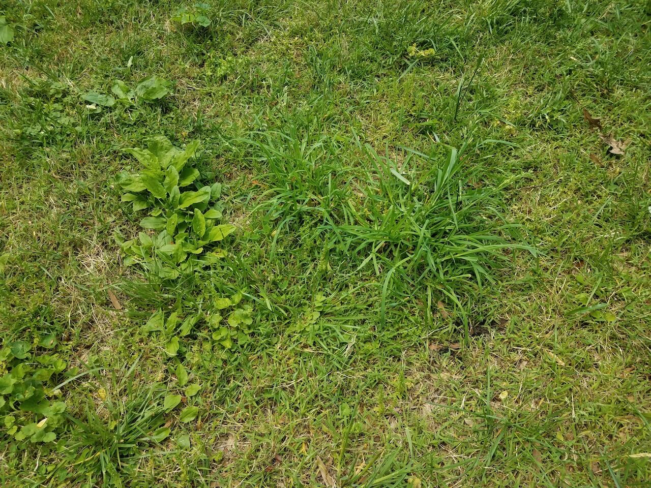 Weed growing in lawn.