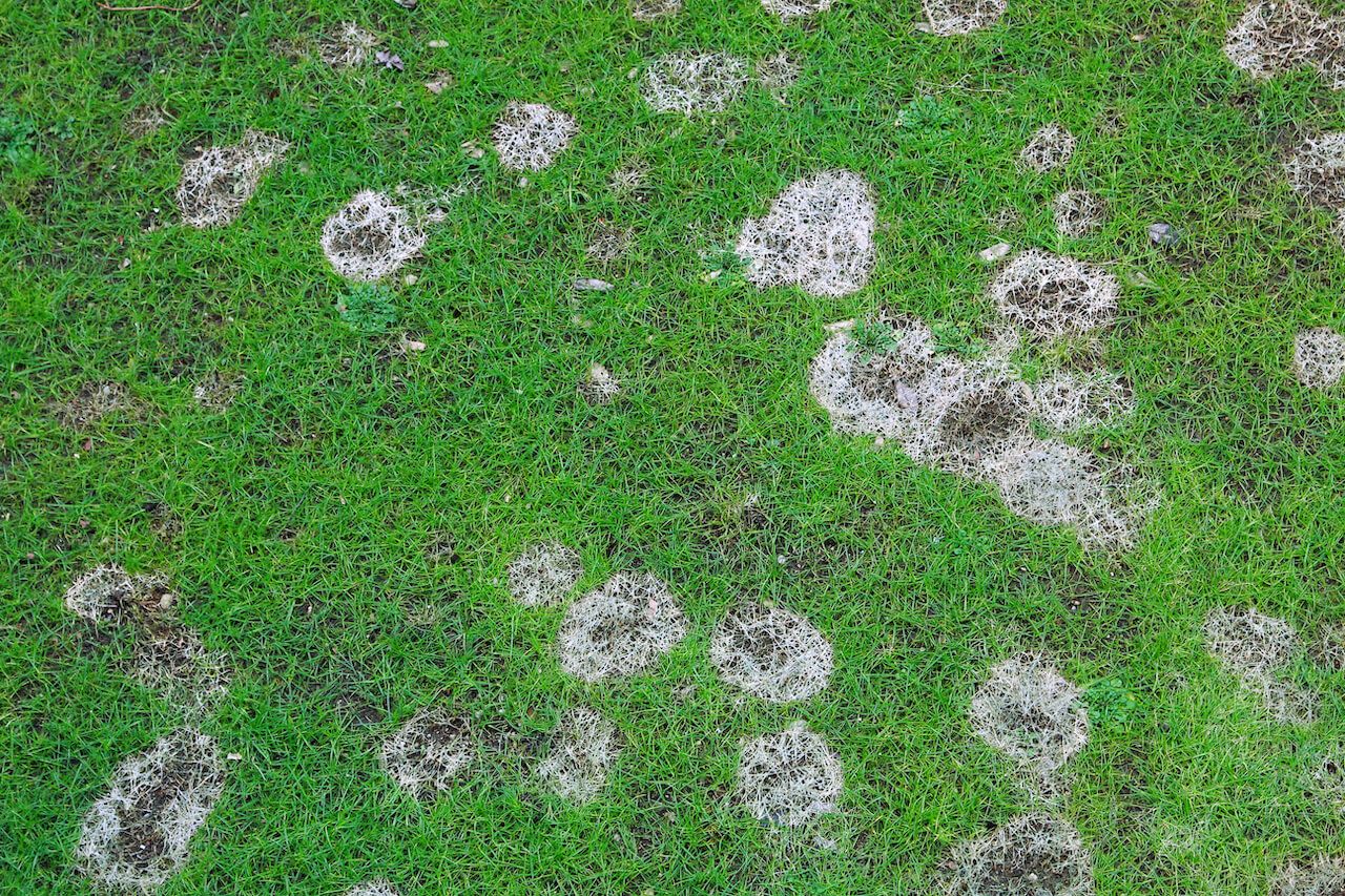 Lawn with patches of brown, dead grass surrounded by lush green grass.
