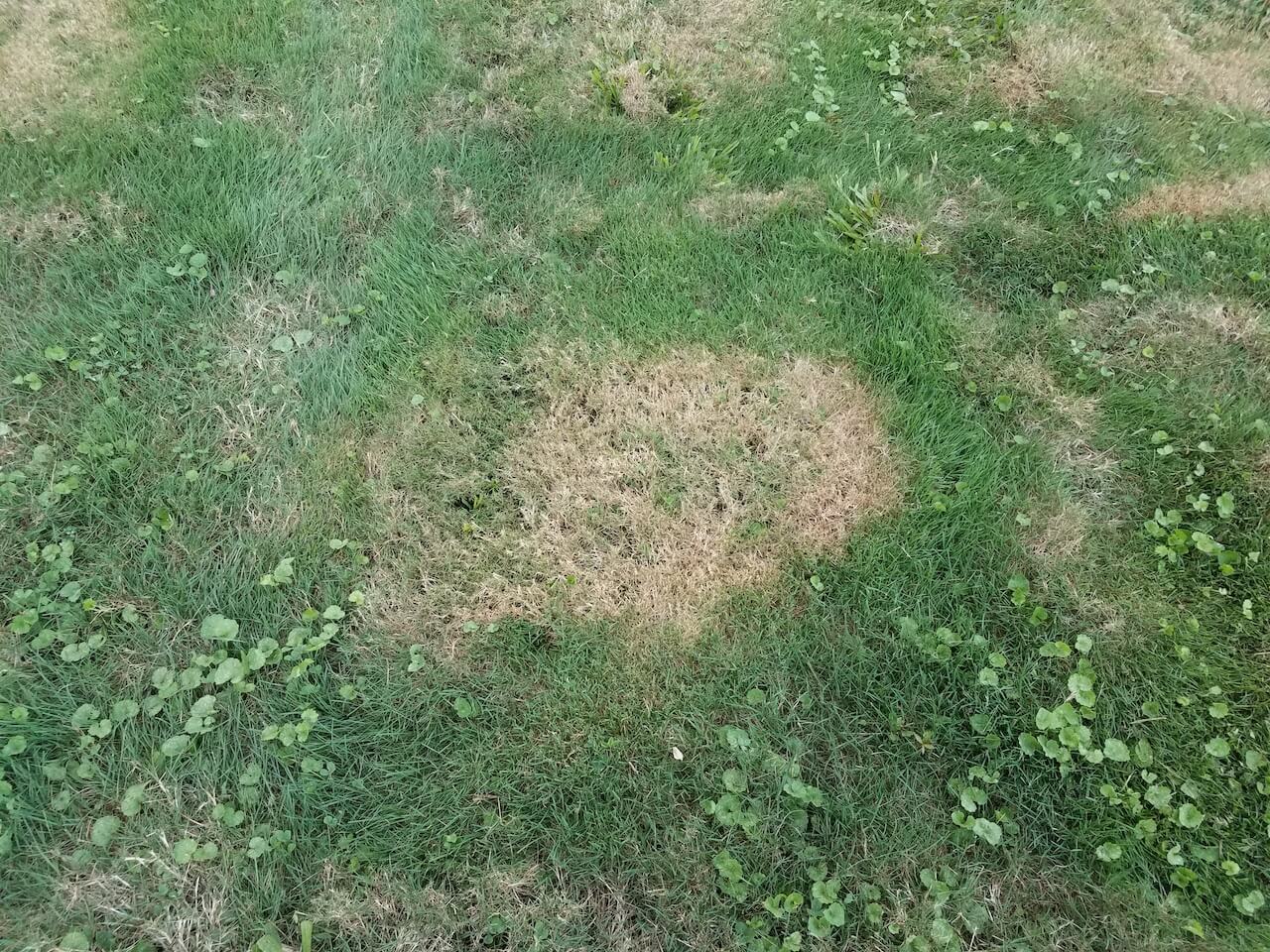 Patchy brown spots on a lawn.