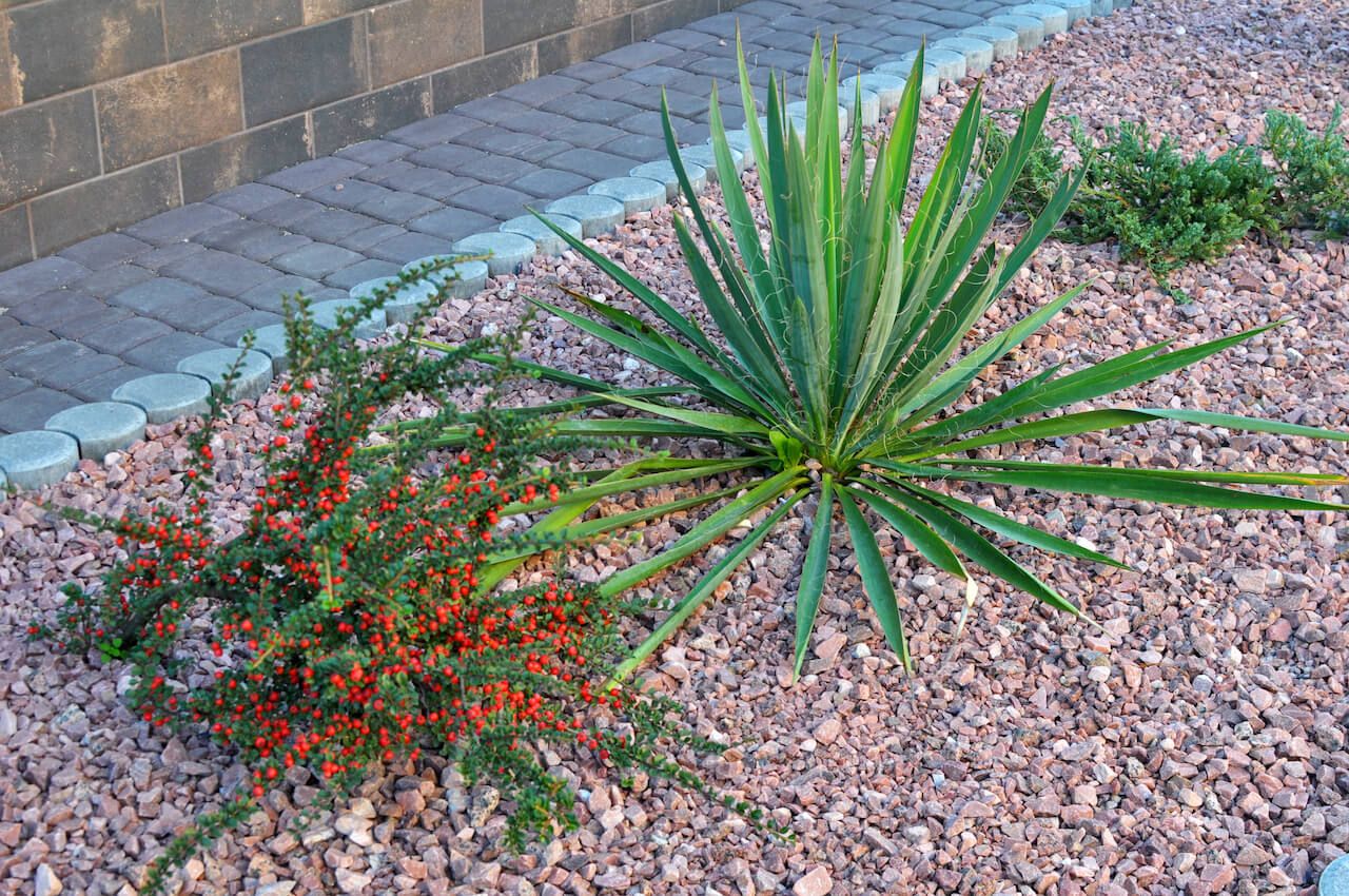 Weed-free landscape in Phoenix Arizona.