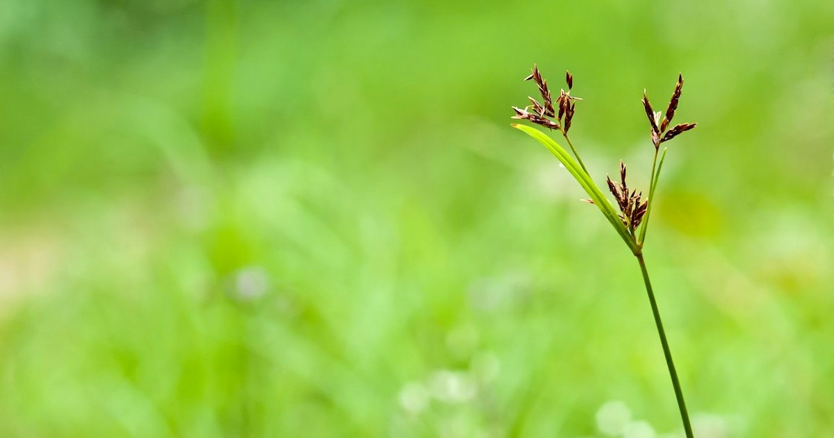 How Do I Permanently Get Rid Of Nutsedge In My Phoenix Lawn