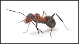 ants.250x137.jpg