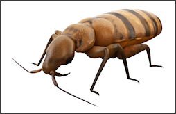 bedbugs.250x160.jpg