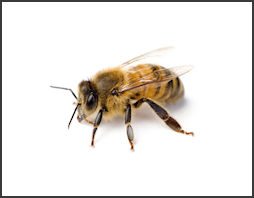 bees-wasps.250x167.jpg