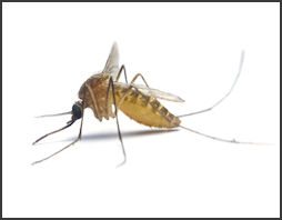 mosquitoes.250x166.jpg