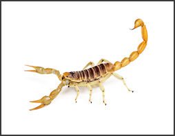 scorpions.250x167.jpg