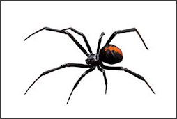 spiders.254x171.jpg