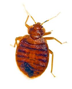 actual photo of a bed bug