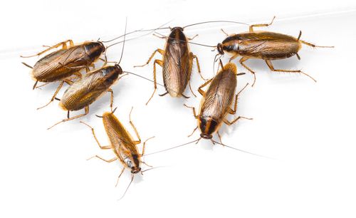 group of german cockroaches