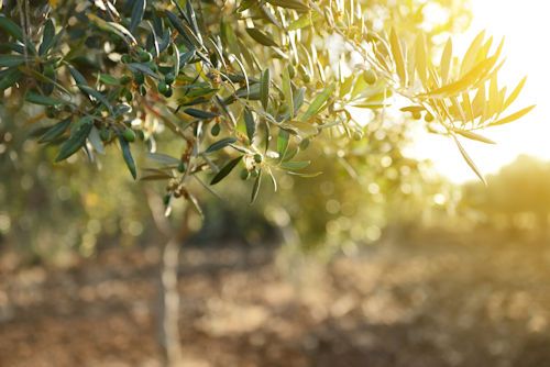 Laske oliivipuul vilja kandmine lõpetada