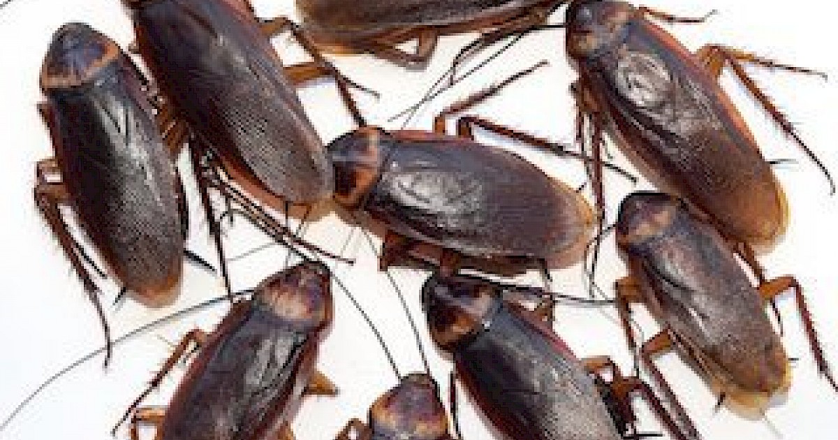 Cockroach Infestations Custom Weed and Pest Control