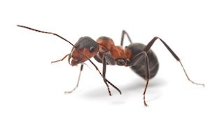 closeup photo of an ant