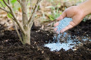 putting fertilizer on soil