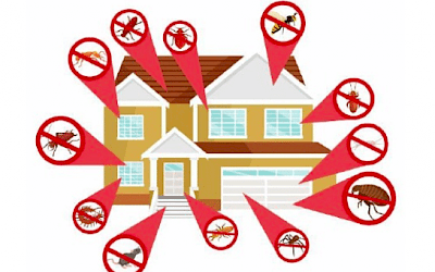 illustration of a house with pests