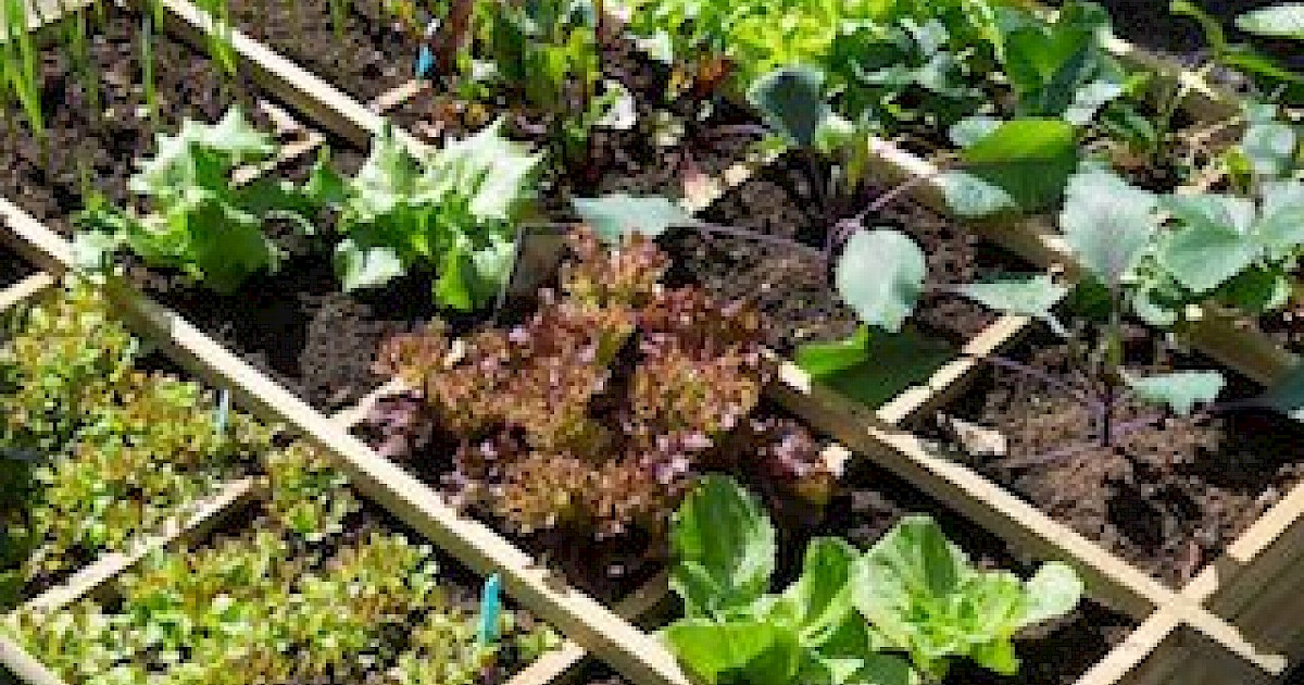 Weeds In Your Vegetable Garden? Phoenix Weed Control