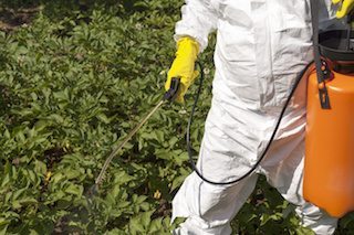 spraying chemicals on weeds