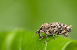 billbug in a leaf