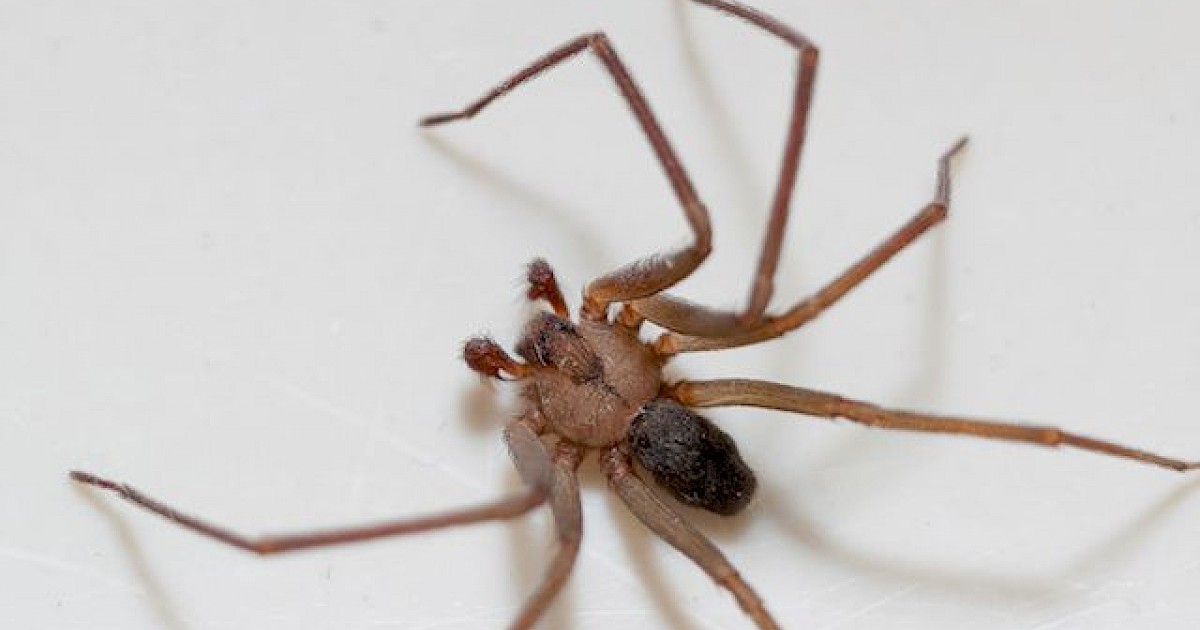 Control of Brown Recluse Spiders - Insects in the City