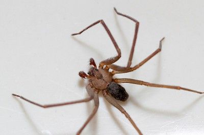 Brown Recluse Spider in the wall