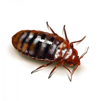 enlarged photo of a bed bug