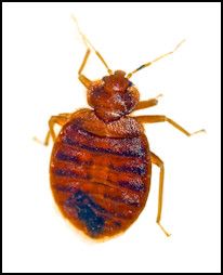 Eliminate Bed Bugs