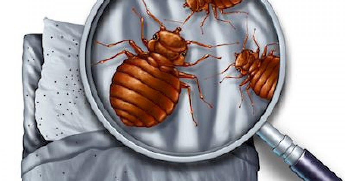 Best and Fastest Way to Exterminate Bed Bugs Phoenix Pest Control