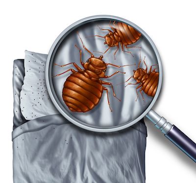 bed bug treatment charlotte nc