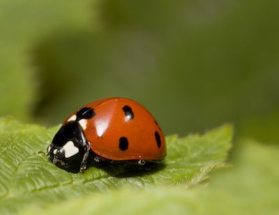 ladybug in leaf