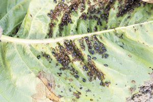 Aphids on a leaf