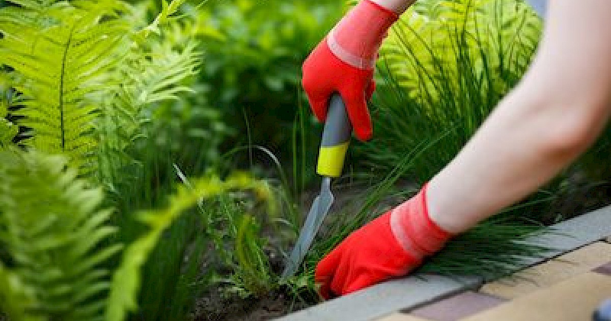 Natural Vs Chemical Weed Control Arizona Weed Control