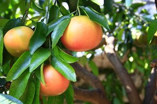 grapefruits in tree