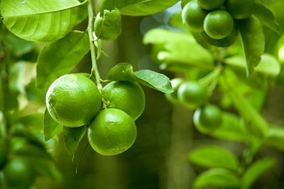 lime citrus fruits in tree