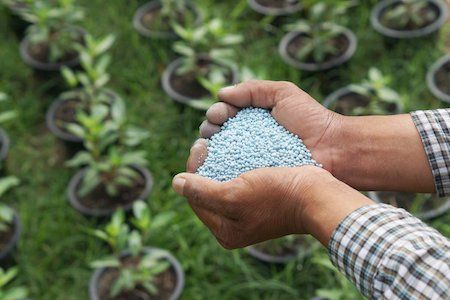 blue fertilizer in hand