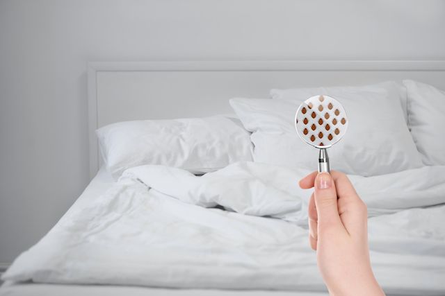 magnifying glass detecting bed bugs in bed