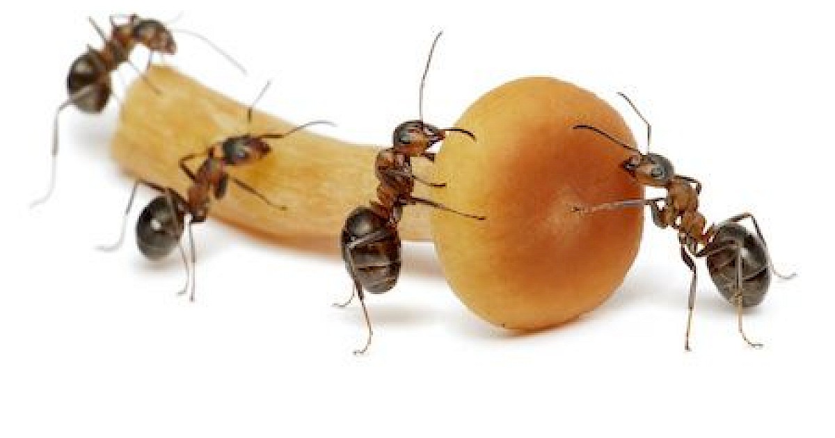 Arizona Winter Pests to Eliminate Phoenix Pest Control