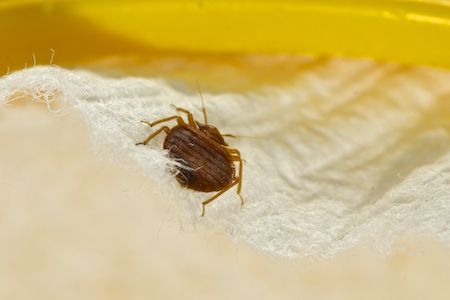 Bed Bug in mattress