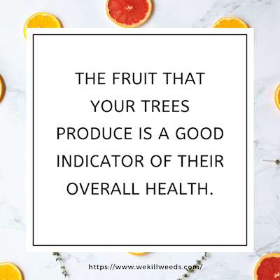 The fruit that your tress produce is a good indicator of their overall health