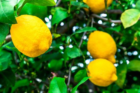 Lemon tree with ripe fruits
