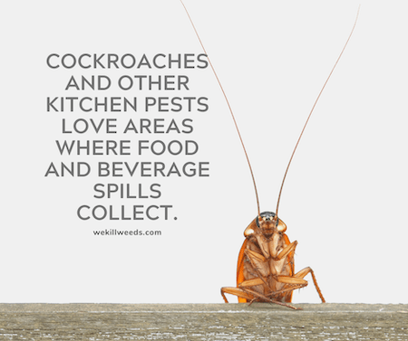 Cockroaches and other kitchen pests